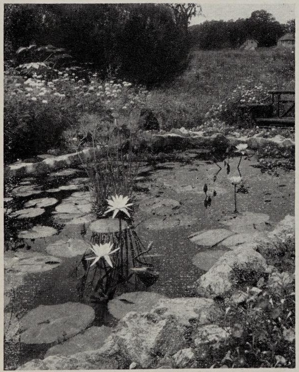 Water lilies in a stone garden pool with a hillside and houses behind it